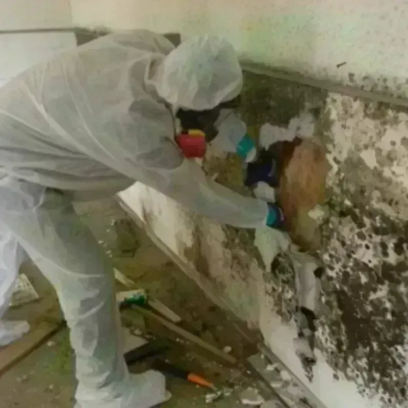 Mold Remediation and Removal in Pine Bush, NY